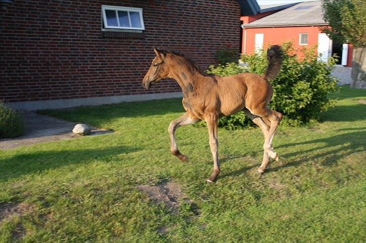 Dansk Varmblod Mi Diór billede 7