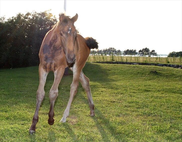 Dansk Varmblod Mi Diór billede 8