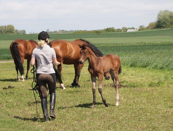 Dansk Varmblod Mi Diór billede 9