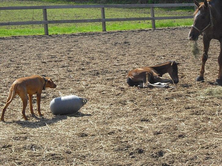 Dansk Varmblod Mi Diór billede 10