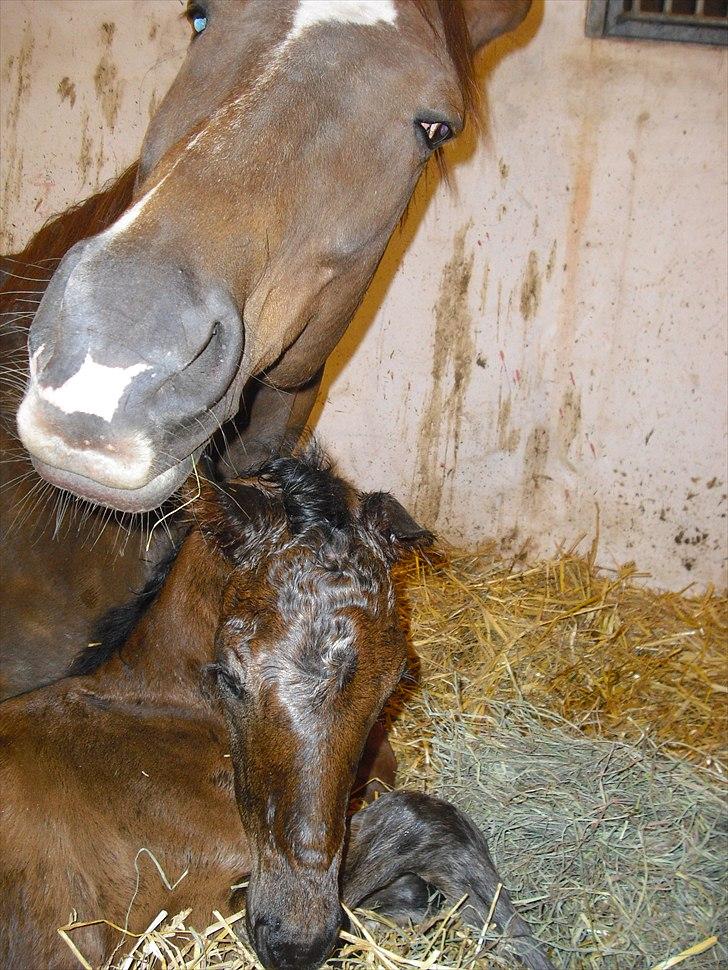 Dansk Varmblod Mi Diór billede 11