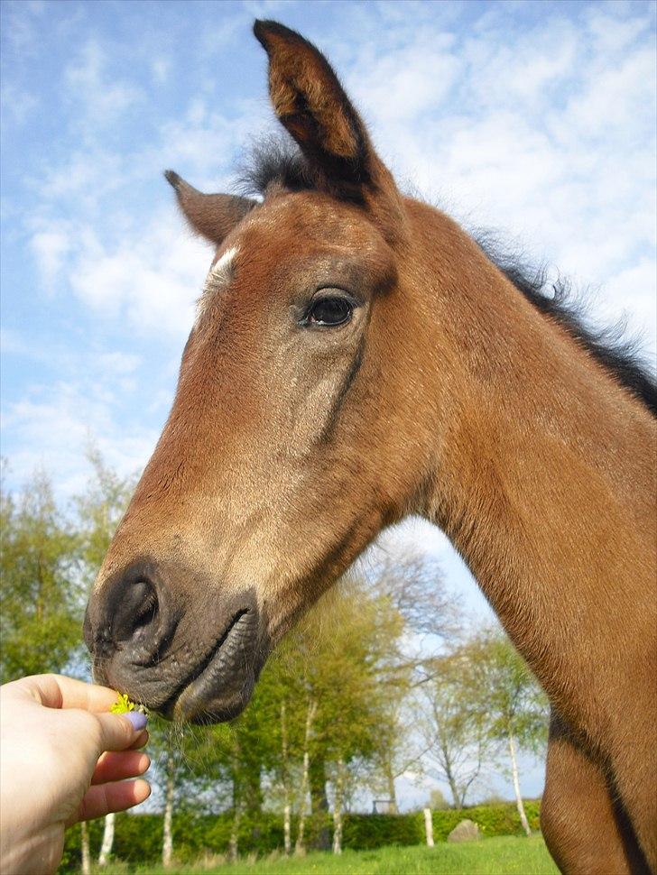 Dansk Varmblod Mi Diór billede 12