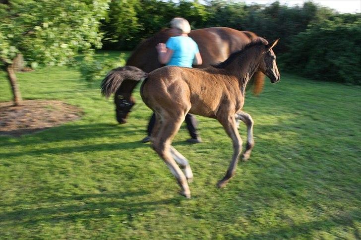 Dansk Varmblod Mi Diór billede 13