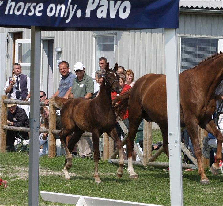 Dansk Varmblod Mi Dieu  billede 16