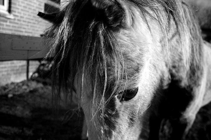 Welsh Mountain (sec A) Lærkegårdens Charm Boy billede 9