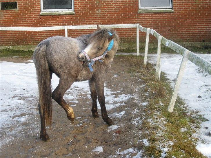 Welsh Mountain (sec A) Lærkegårdens Charm Boy billede 10