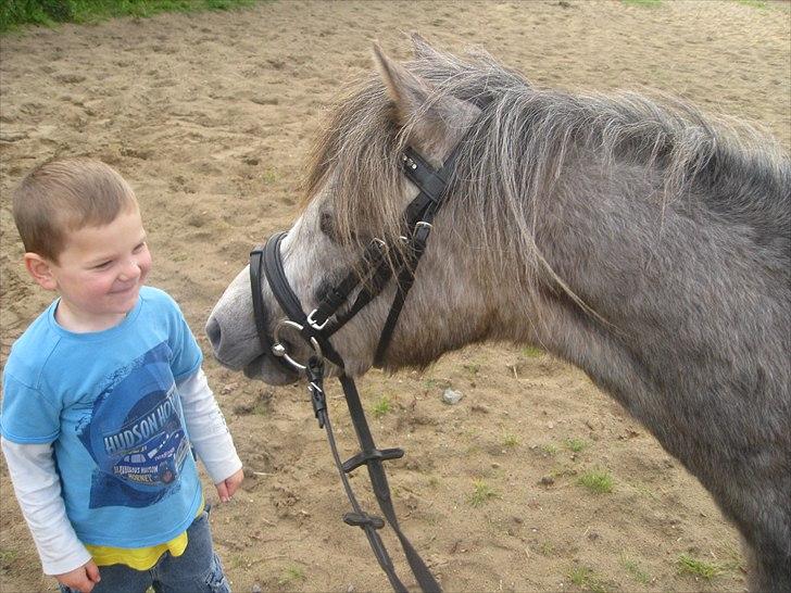Welsh Mountain (sec A) Lærkegårdens Charm Boy billede 11