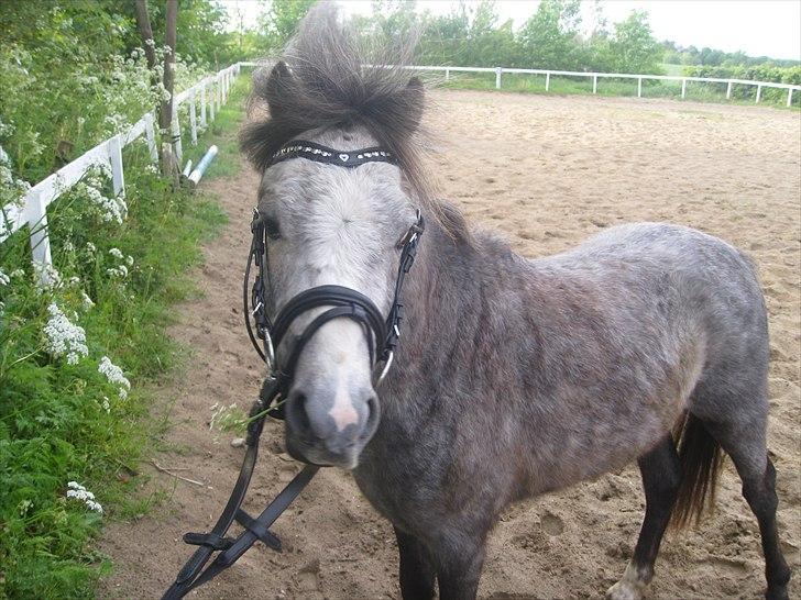 Welsh Mountain (sec A) Lærkegårdens Charm Boy billede 12