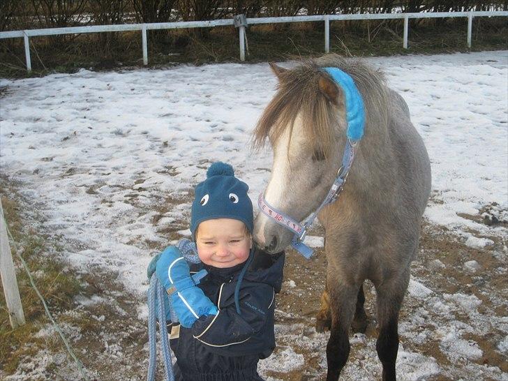 Welsh Mountain (sec A) Lærkegårdens Charm Boy billede 13