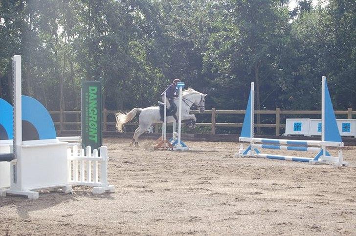 Hollandsk Sportspony Orlanda Downland (Himmelhest??) billede 10