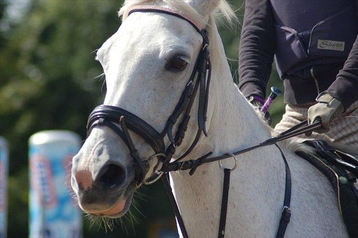 Hollandsk Sportspony Orlanda Downland (Himmelhest??) billede 11