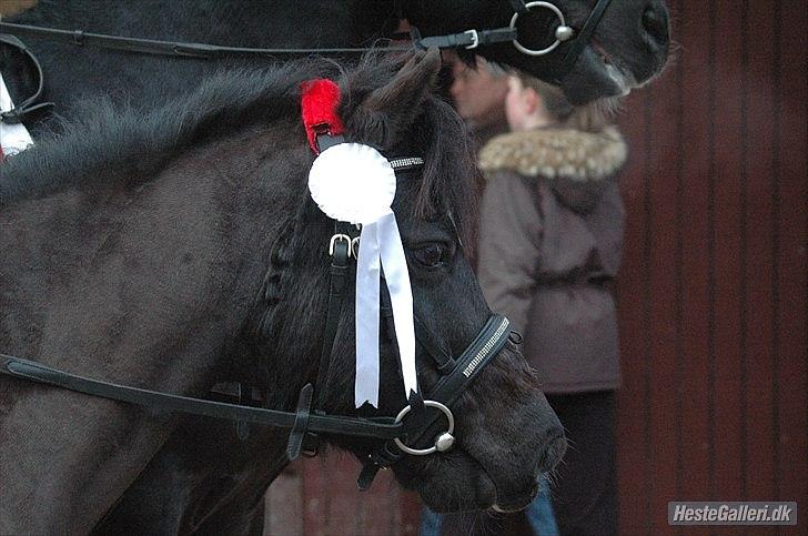 Dartmoor Torontos Rambo  - fejlfri i både bom på jord og 40 cm ;) på ØRK foto: Anja billede 15
