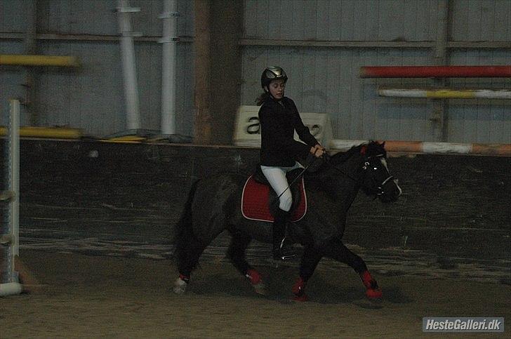 Dartmoor Torontos Rambo  - lidt blæretrav inden der bliver sagt start :P foto: Anja billede 16