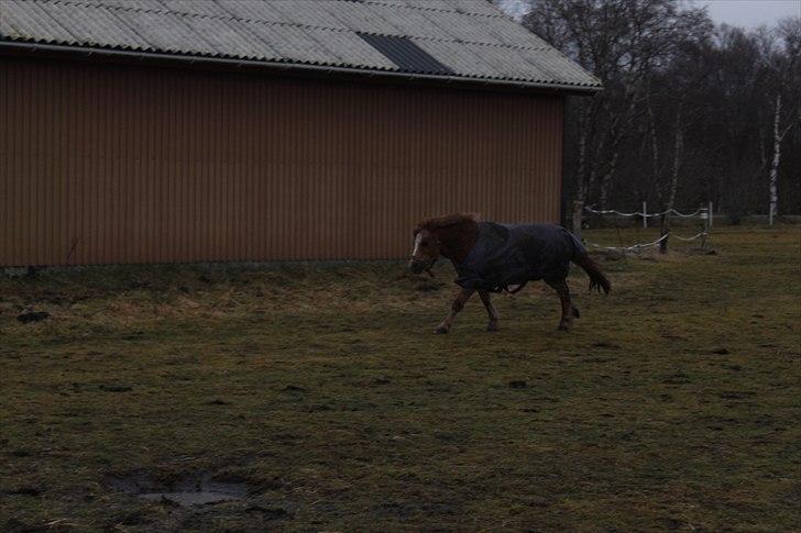 Shetlænder  Kobjerggård's Jonatan  - juhu fuld galop billede 5