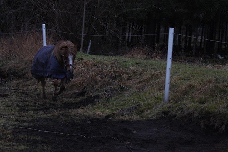 Shetlænder  Kobjerggård's Jonatan  - wiiiiii billede 6