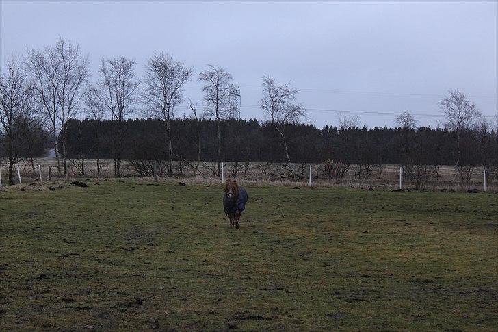 Shetlænder  Kobjerggård's Jonatan  - jeg kommer nu billede 7