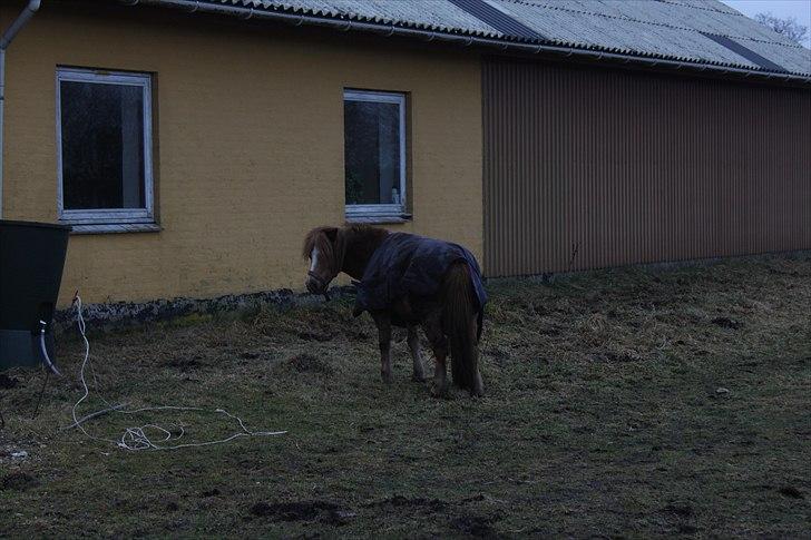 Shetlænder  Kobjerggård's Jonatan  - Hej billede 8