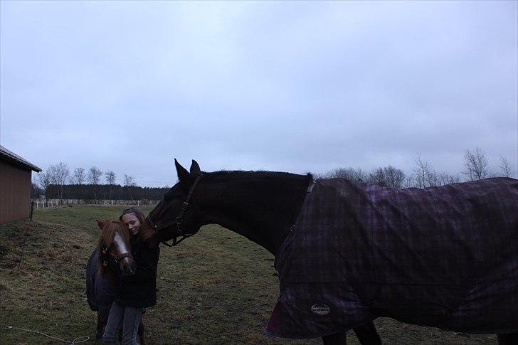 Shetlænder  Kobjerggård's Jonatan  - Gå nu væk Bolero billede 11