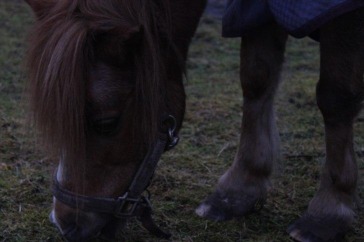 Shetlænder  Kobjerggård's Jonatan  - Nurh  billede 13