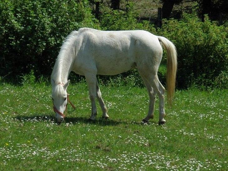 Anden særlig race KOKOS - På folden. Sommer :D billede 6