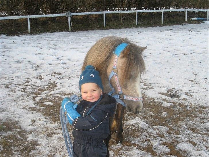 Welsh Mountain (sec A) Lærkegårdens Charm Boy billede 14