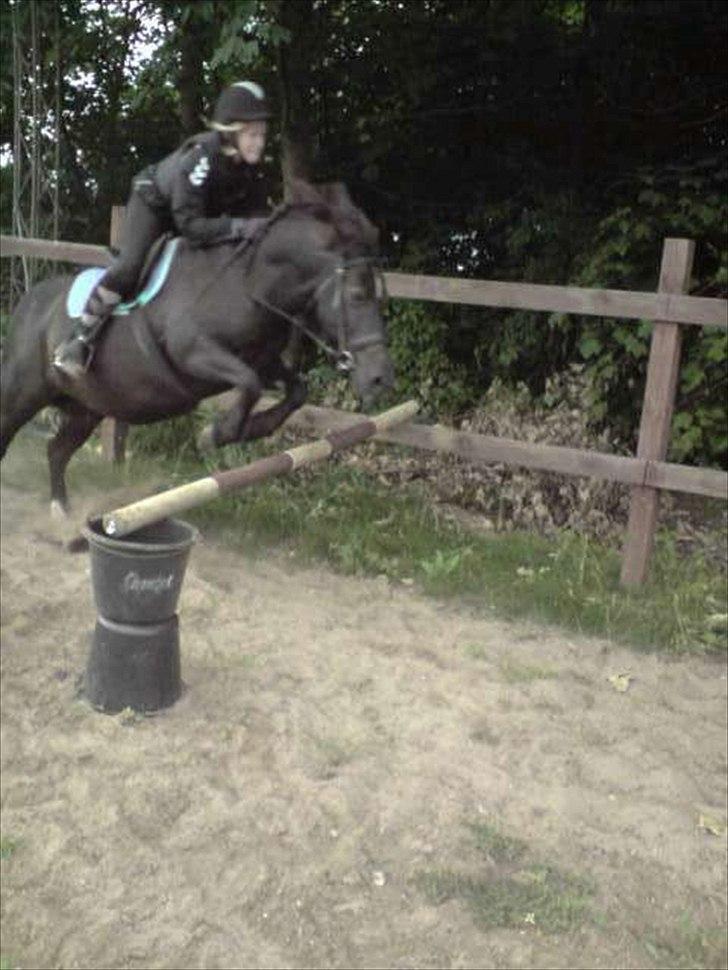 Anden særlig race Zeberg's Tut (solgt) billede 12