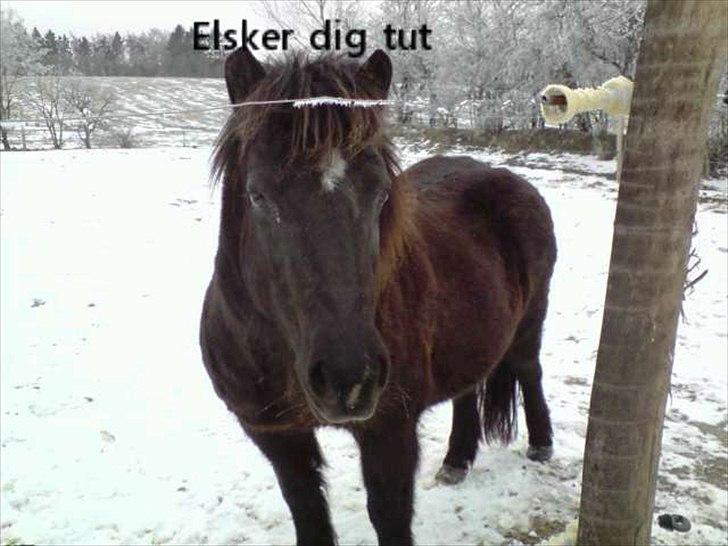 Anden særlig race Zeberg's Tut (solgt) billede 13