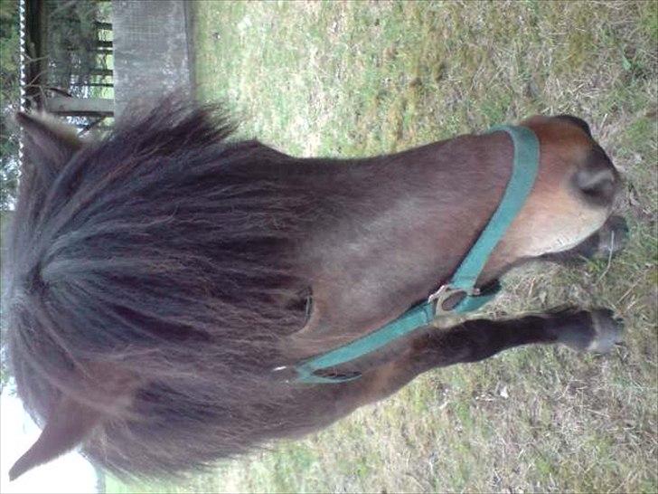 Anden særlig race Zeberg's Tut (solgt) - Tut´s gamle kæreste   billede 14