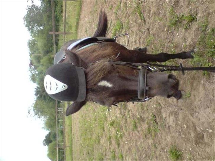 Anden særlig race Zeberg's Tut (solgt) billede 15