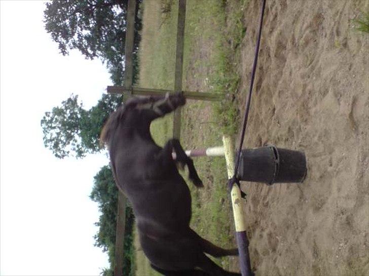 Anden særlig race Zeberg's Tut (solgt) billede 16