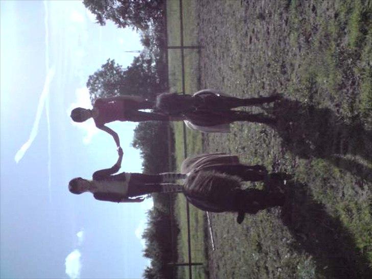 Anden særlig race Zeberg's Tut (solgt) billede 17