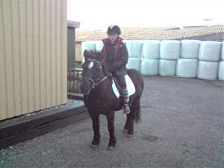 Anden særlig race Zeberg's Tut (solgt) billede 19