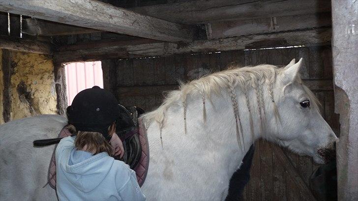 Anden særlig race Bitten - På vej ud og ride <3 billede 1