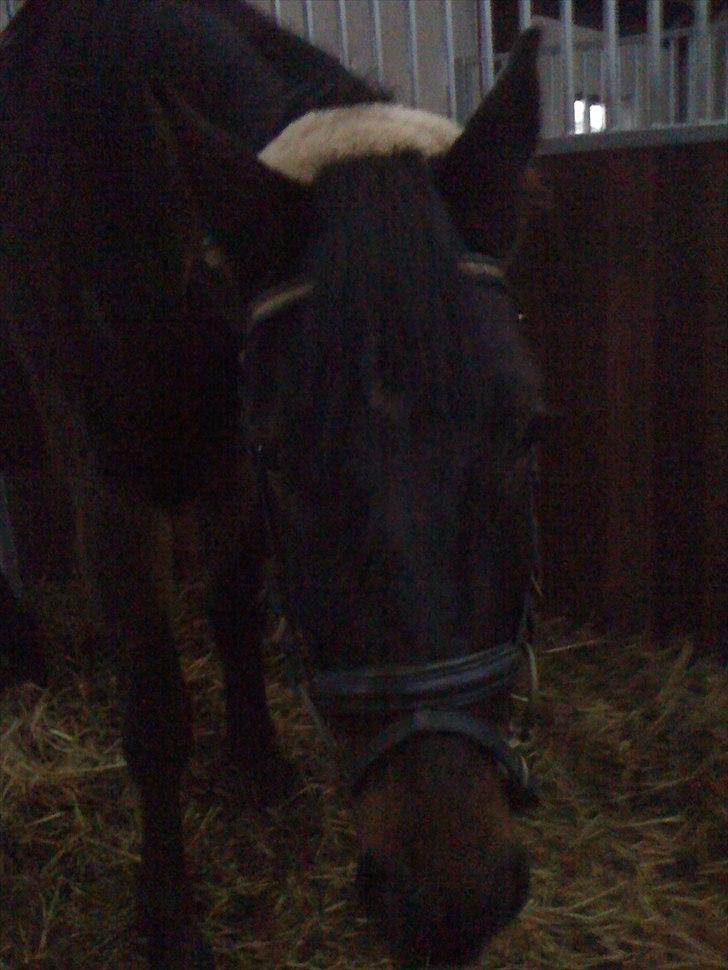 Dansk Varmblod Don lucifer di maltractare - Første gang med hovedtøj :) billede 2
