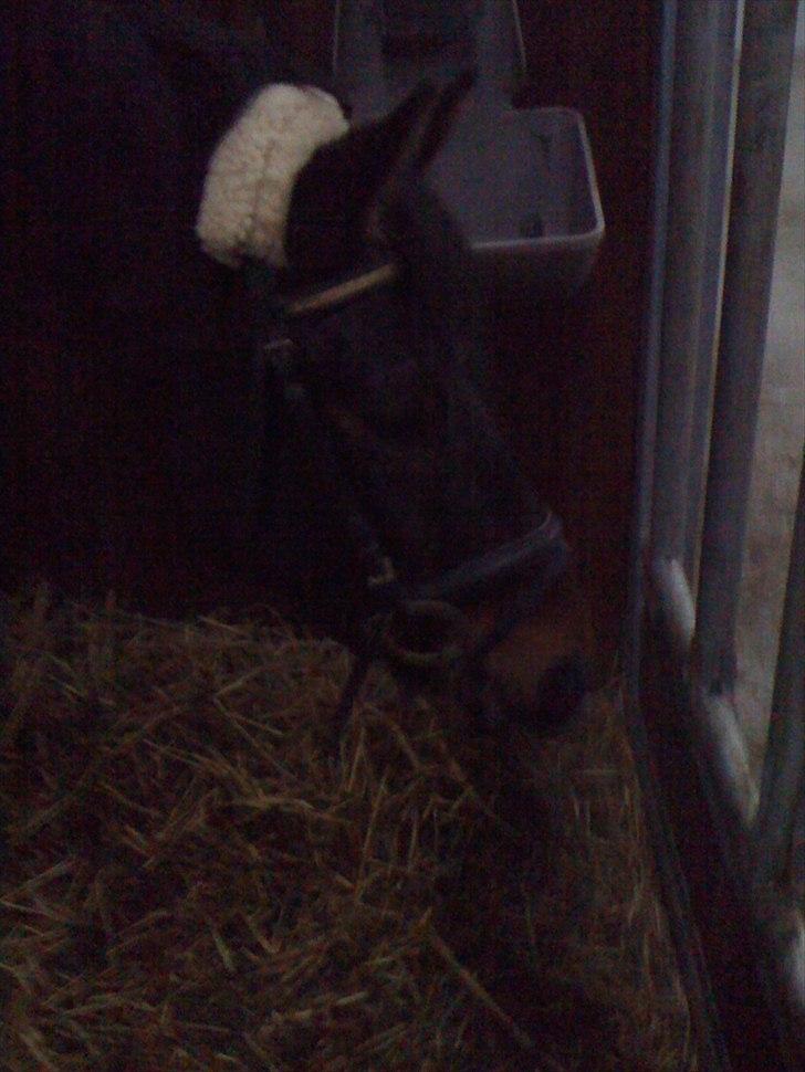 Dansk Varmblod Don lucifer di maltractare - Moar!, hva er det for noget at give mig på altsår :) billede 3