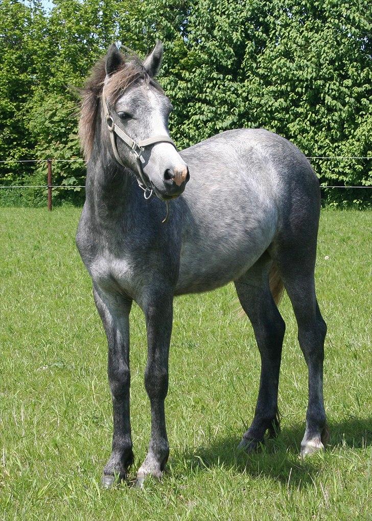 Connemara Rhinstrøm's Peachy Pearl - Peachy sommeren 2010 billede 1