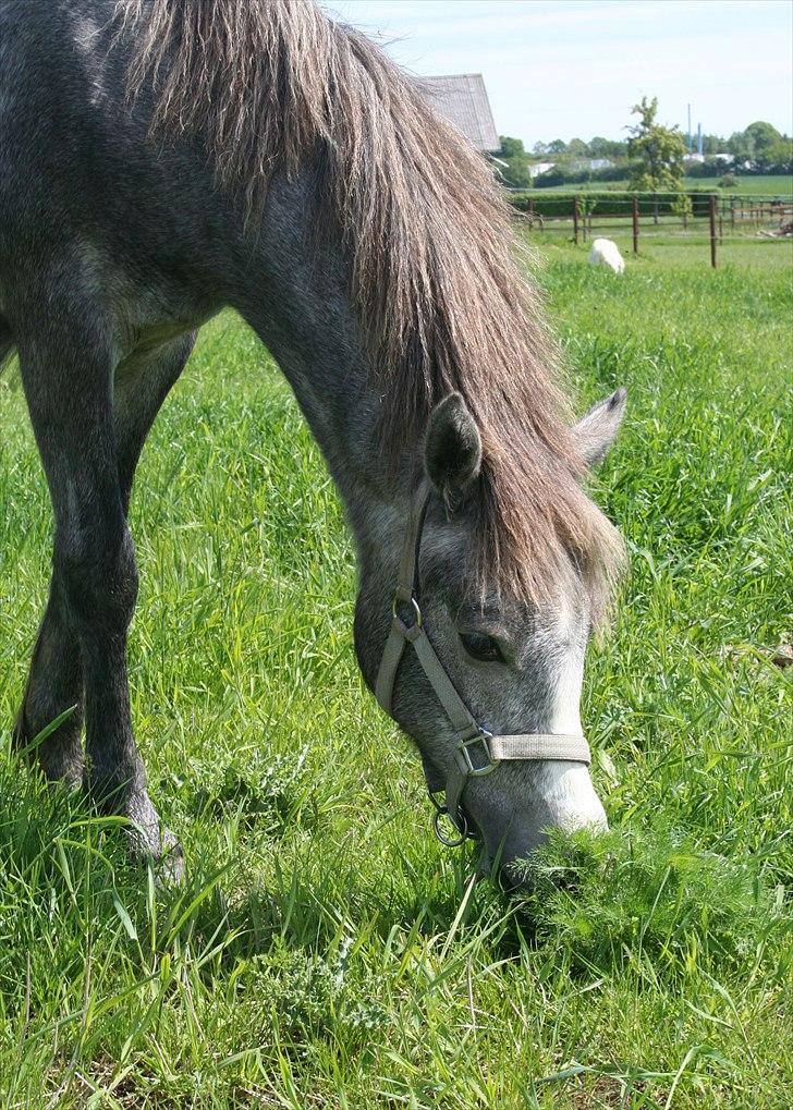 Connemara Rhinstrøm's Peachy Pearl - Peachy sommeren 2010 billede 2