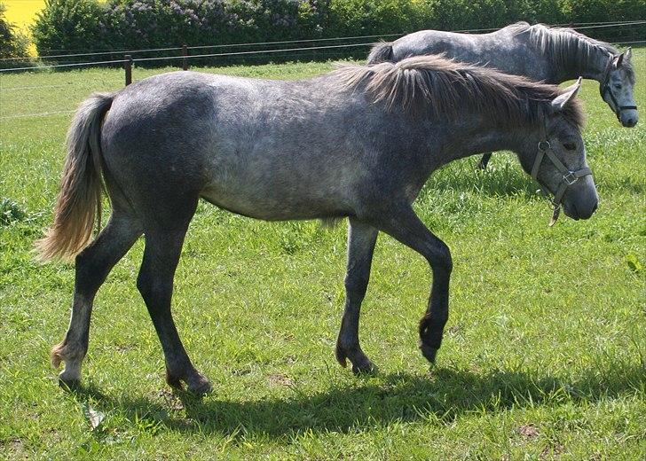 Connemara Rhinstrøm's Peachy Pearl - Peachy sommeren 2010 billede 3