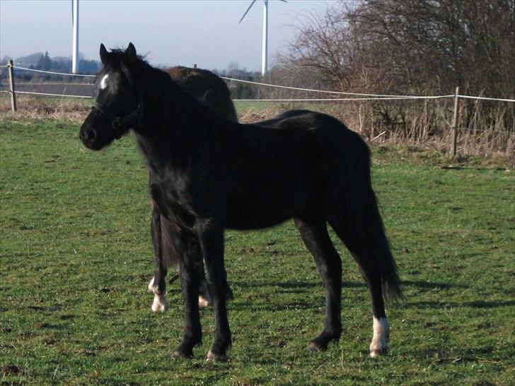 Welsh Pony af Cob-type (sec C) Llanstephan Joseff billede 7