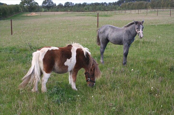 Connemara Rhinstrøm's Peachy Pearl - Peachy som føl med reservemor Malma billede 4