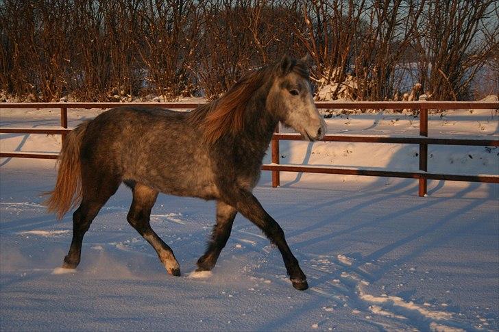 Connemara Rhinstrøm's Peachy Pearl - Peachy dec 2010 på ridebanen billede 5