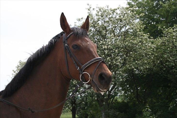 Holstener Chanel *R.I.P 5/4-2011* - Pigen i sommers billede 1