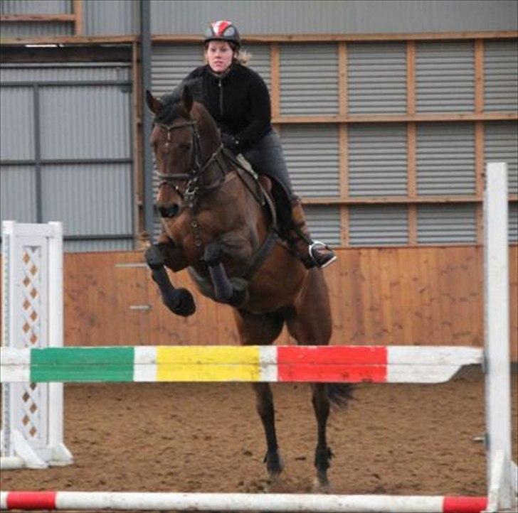 Holstener Chanel *R.I.P 5/4-2011* - Springkursus jan 2011 billede 2