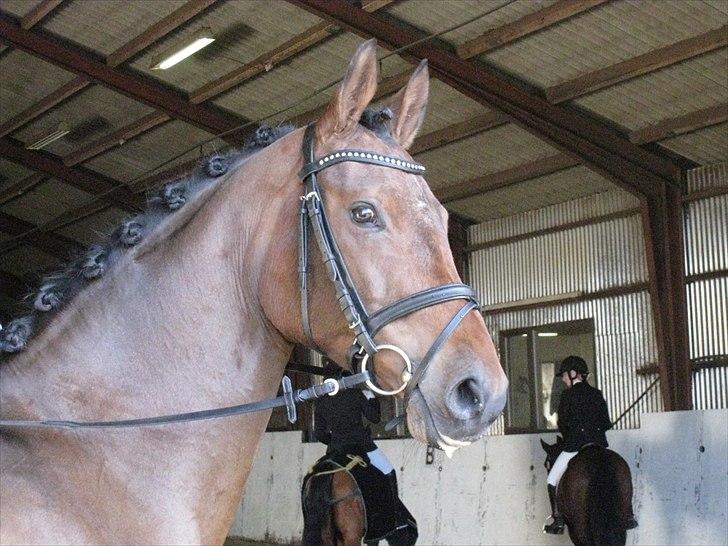 Holstener Chanel *R.I.P 5/4-2011* billede 3