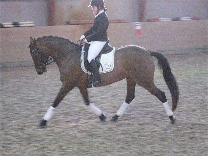 Holstener Chanel *R.I.P 5/4-2011* - Hendes første dressur stævne i la2 efter jeg havde redet hende i knap 6 uger,, efterår 2010 billede 4