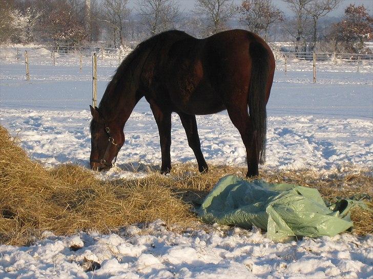 Holstener Chanel *R.I.P 5/4-2011* - Lige da jeg havde fået hende  billede 6