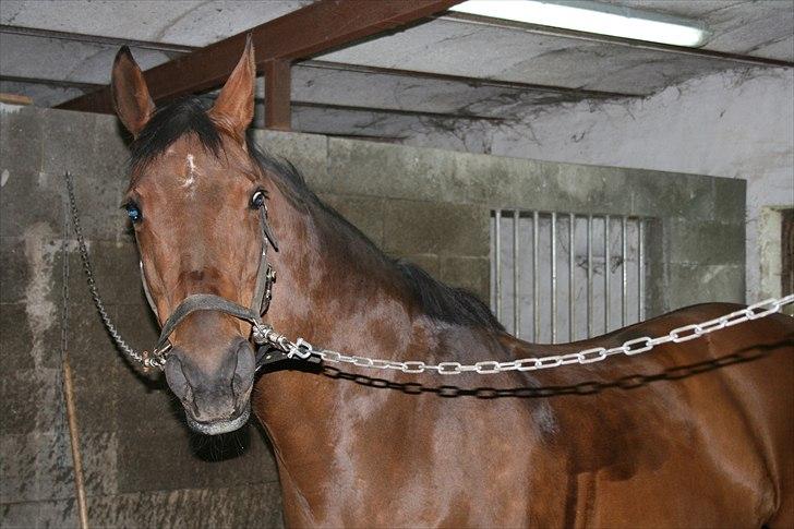 Holstener Chanel *R.I.P 5/4-2011* billede 7