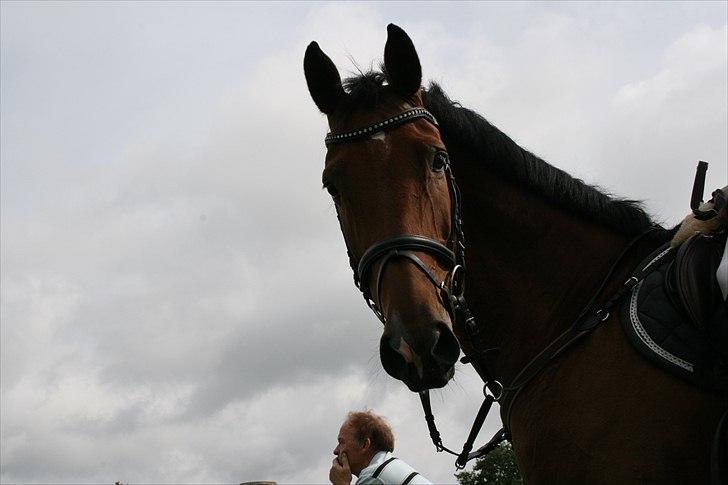 Hollandsk Varmblod Sabine B billede 9