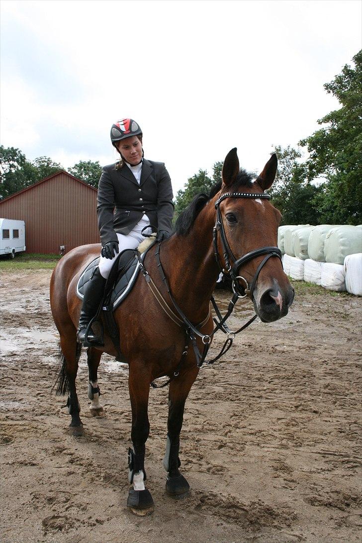 Hollandsk Varmblod Sabine B billede 2