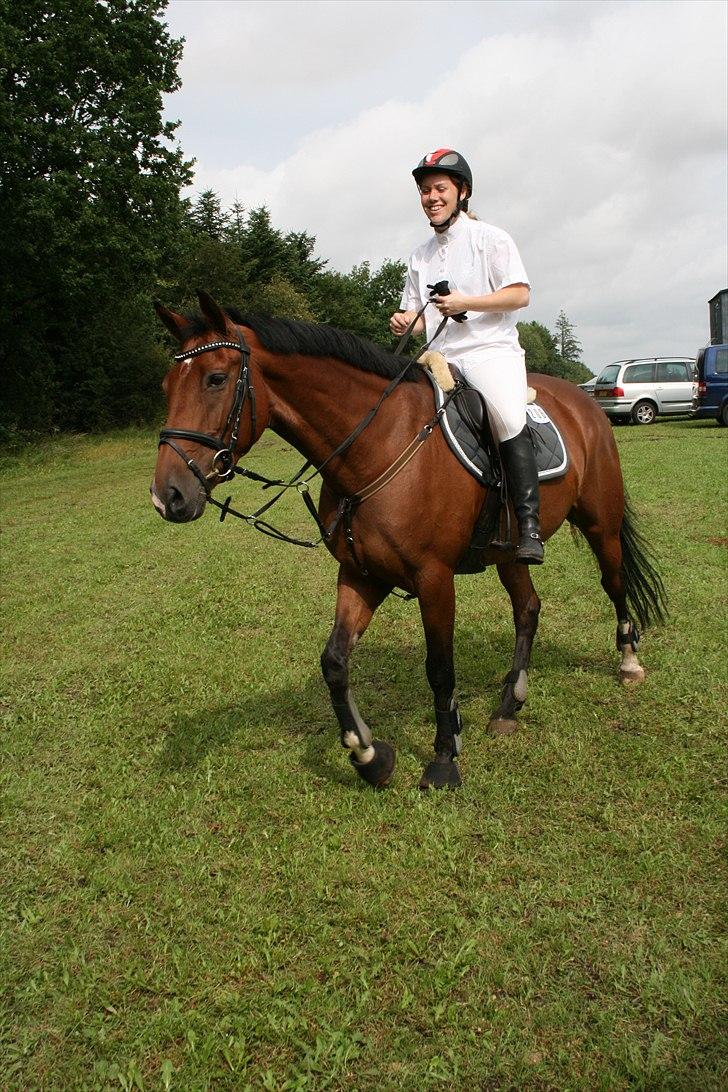 Hollandsk Varmblod Sabine B billede 3